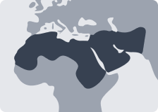 Middle East and North Africa